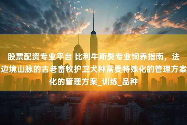 股票配资专业平台 比利牛斯獒专业饲养指南，法国与西班牙边境山脉的古老畜牧护卫犬种需要特殊化的管理方案_训练_品种